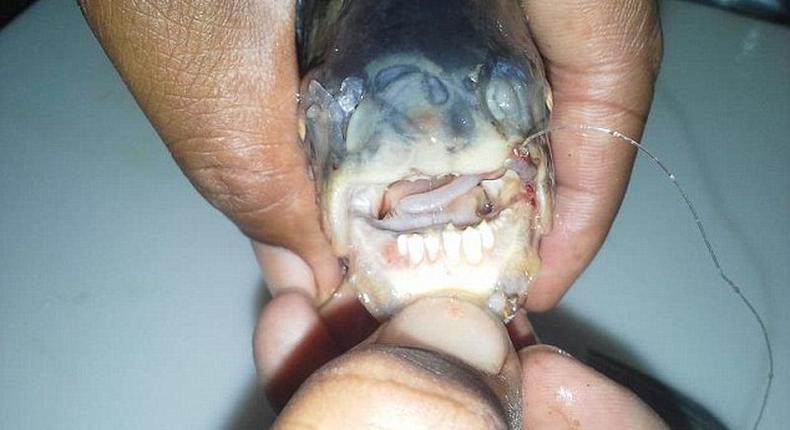 Two fish with human like teeth bit the bait last week in California leaving a local woman wondering if it could be a piranha or other carnivorous fish 