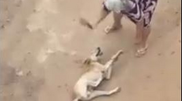 Állatkínzás! Így veri a kutyákat az elmebeteg vénasszony - Videó - Blikk
