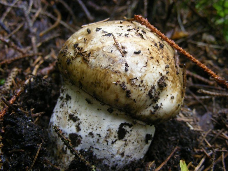 Dwupierścieniak cesarski (Catathelasma imperiale)