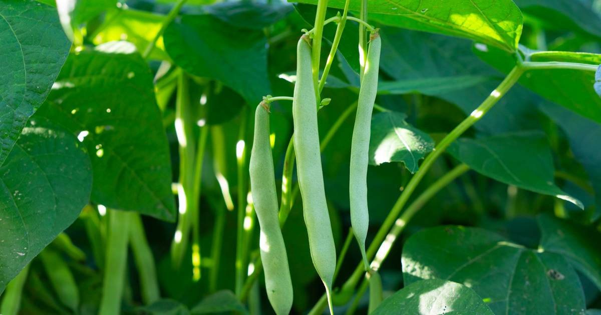 To najbardziej trująca roślina roku. Tymczasem my chętnie wrzucamy ją do garnka