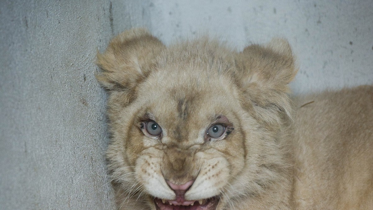 BORYSEW OGRÓD ZOOLOGICZNY BIAŁY LEW