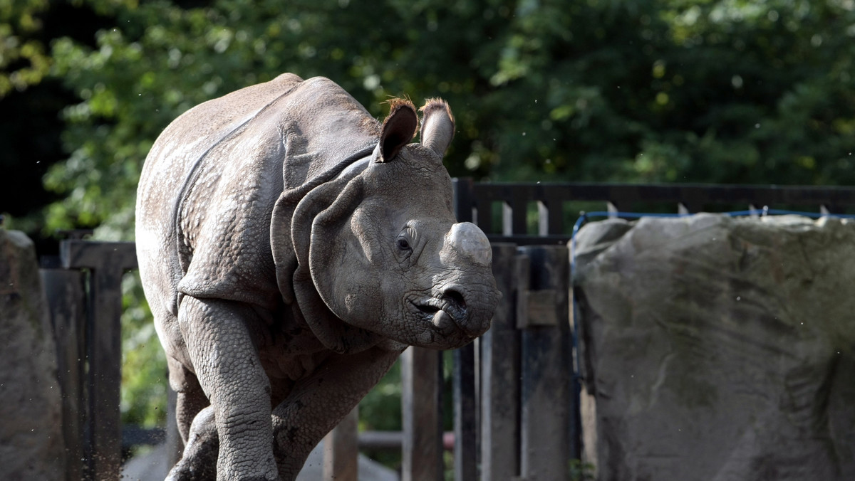 Nowy pawilon i wybieg, w którym zamieszkał 2,5-letni nosorożec indyjski Tarun, został otwarty dzisiaj we wrocławskim ogrodzie zoologicznym. Oprócz nosorożca w pawilonie zamieszkają jeszcze pochodzące z Himalajów małpy langury i wiewiórki jelarangi.