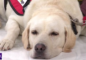 Nana, terapijski pas