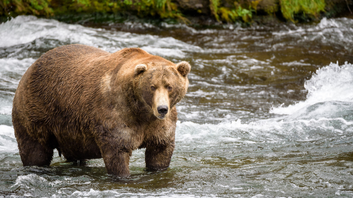 Alaska. Trwa Tydzień Grubego Niedźwiedzia