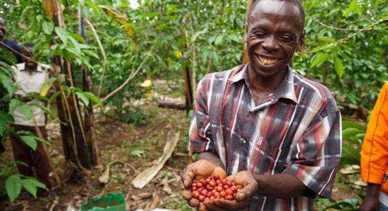 A coffee farmer in Uganda