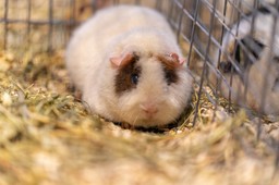 Wystawiła świnkę morską na balkon. Sąd uznał, że to znęcanie. Przełomowe orzeczenie?