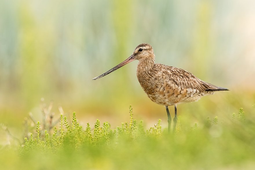 Szlamnik (Limosa lapponica)