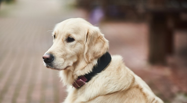 A labrador is az egyik kutyafajta, amit ajánl az állatorvos Fotó: Northfoto