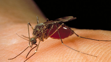 Malaria realnym zagrożeniem