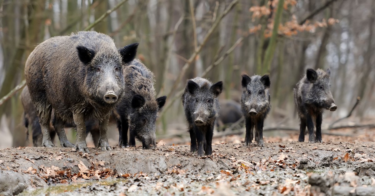 Masowy pomór dzików w centralnej Polsce. Zwołano posiedzenie zespołu zarządzania kryzysowego