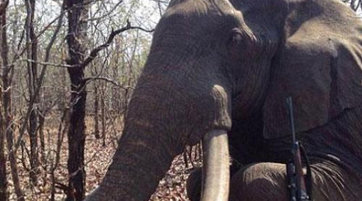 Újabb afrikai vadászbotrány: Cecil után kilőtték a legnagyobb elefántot is