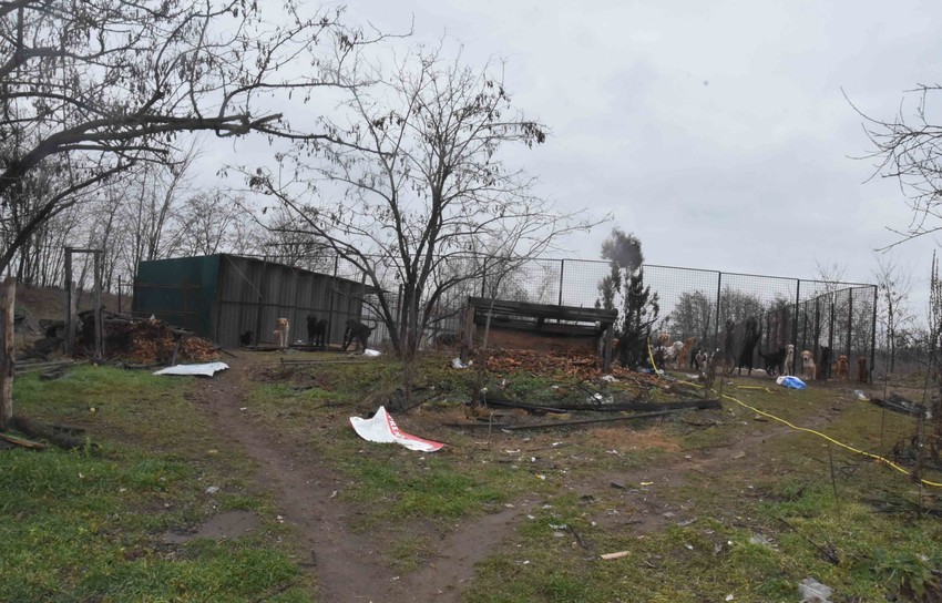 Psi pronađeni u nehigijenskim uslovima u Subotici