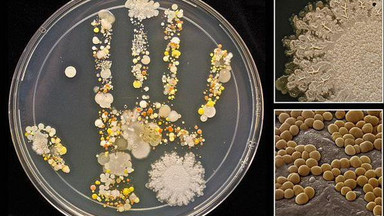 Zobacz, ile bakterii żyje na rękach dziecka
