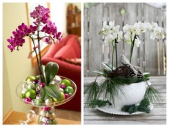 Masz w domu storczyk? Wykorzystaj go jako element świątecznej dekoracji [FOTO]