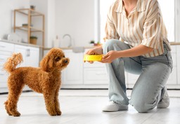 karma sucha czy mokra - co jest lepsze? czy można łączyć dwa rodzaje karmy dla psa?