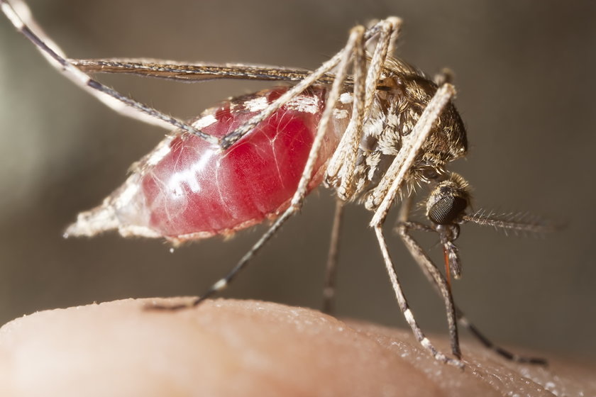 Plaga komarów w Polsce. To najlepsze sposoby na ich ukąszenia!