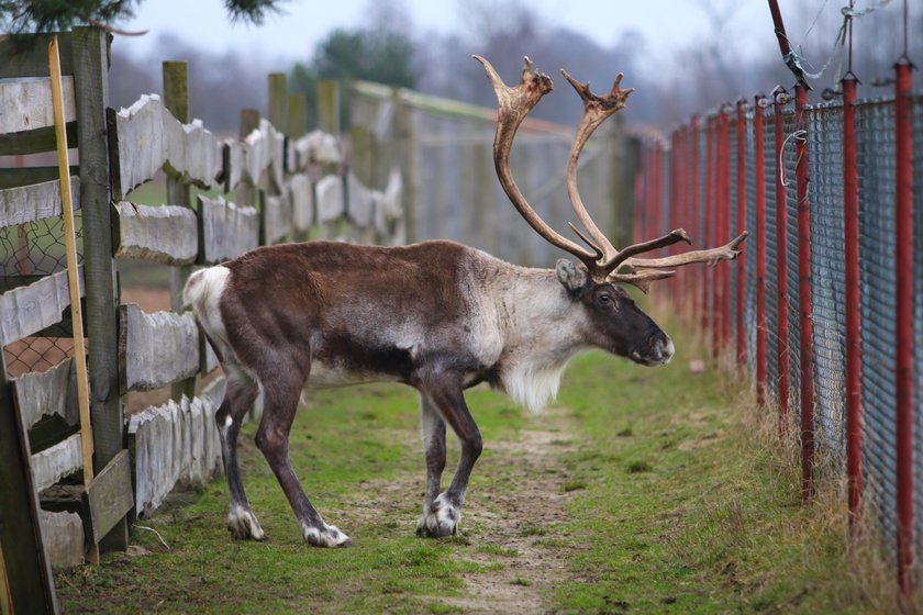 Renifer Rudolf zamieszkał na Ranczu Arka pod Lublinem