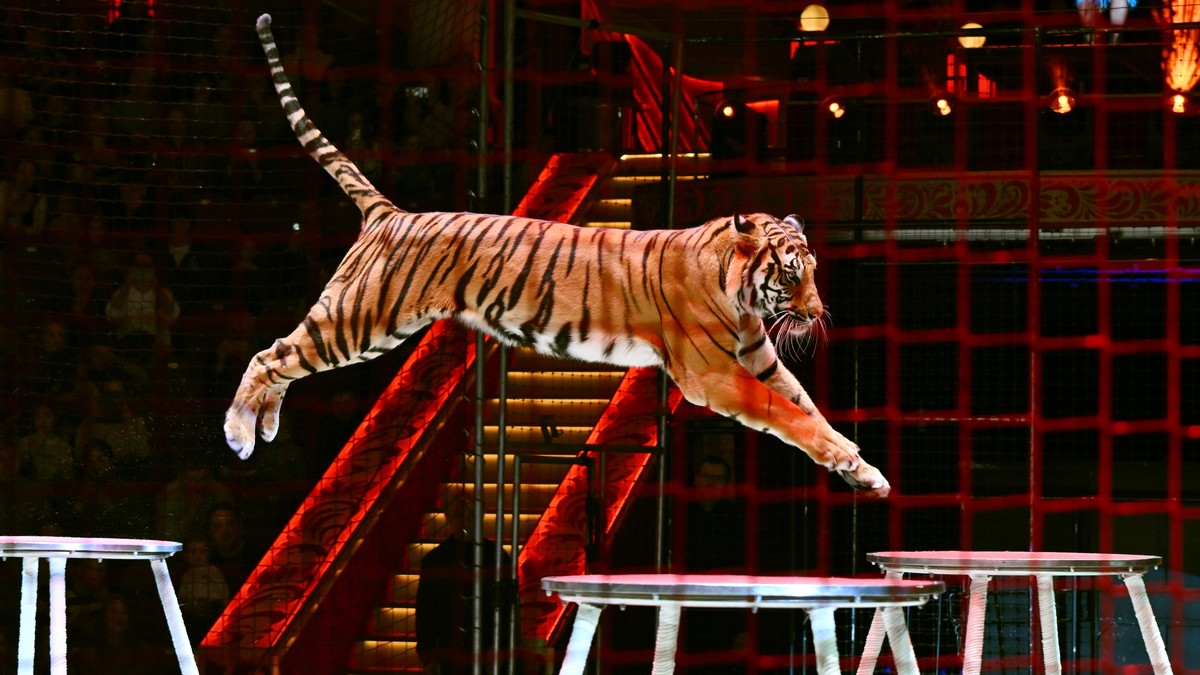 Ilustracija: tigar u cirkusu