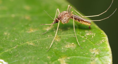 Jak odstraszyć komary? Te domowe sposoby zdziałają cuda