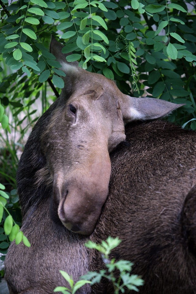 WARSZAWA URSUS ŁOŚ W MIEŚCIE