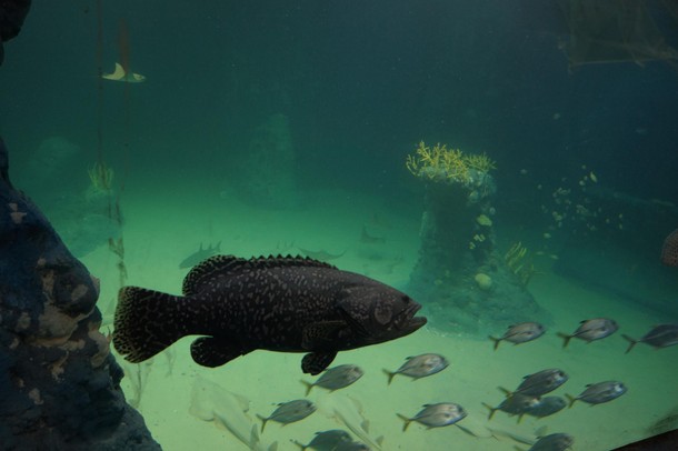 ZOO Wrocław Afrykarium Afryka zwierzęta oceanarium