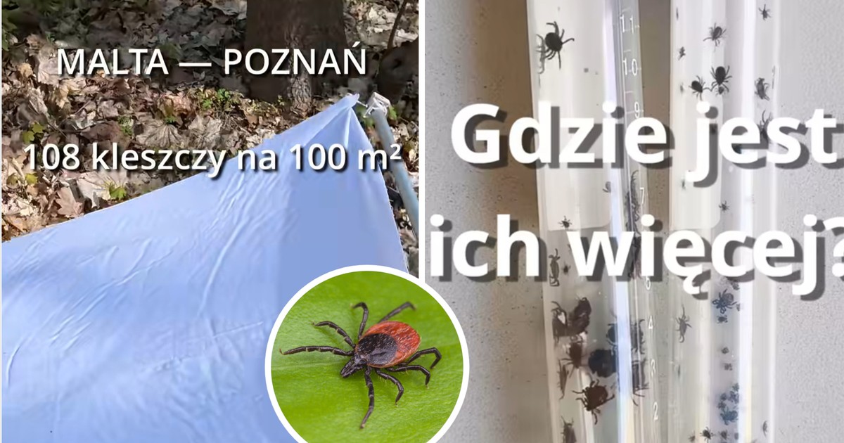 Kleszcze w mieście: Zaskakujące wyniki badań w Poznaniu