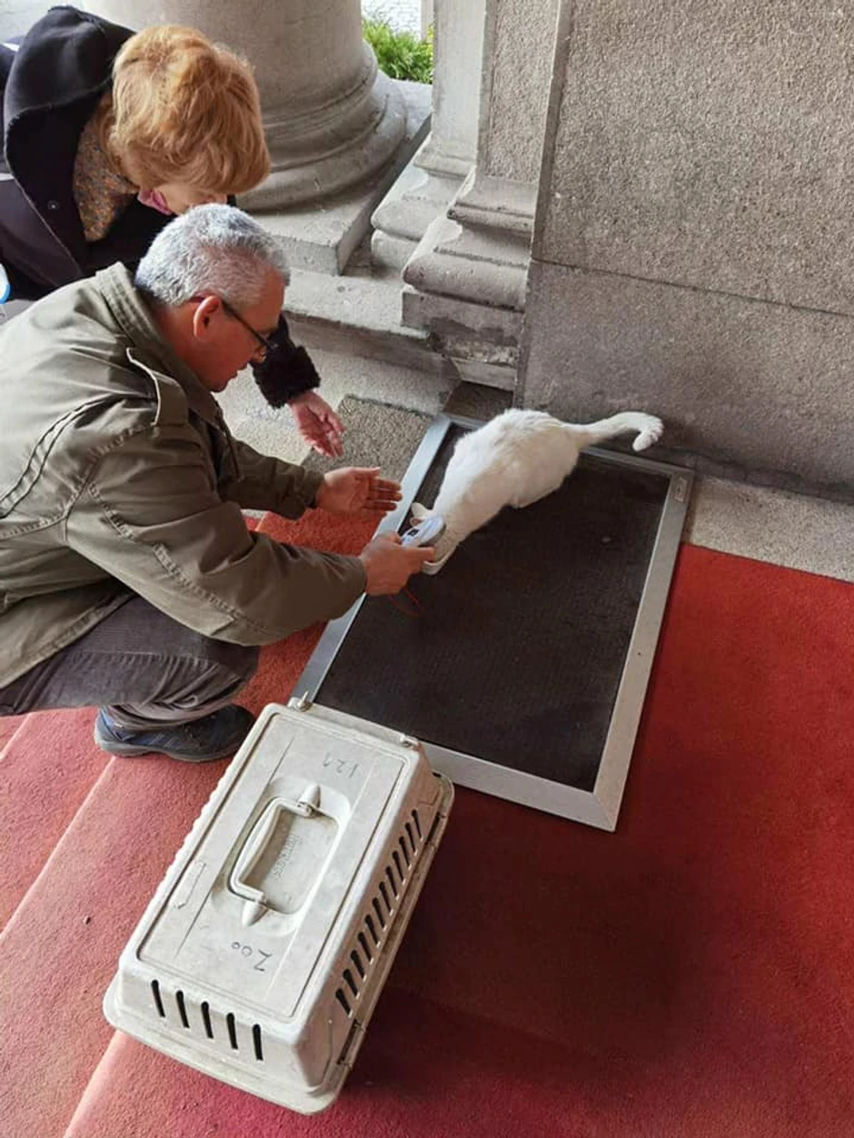 VESIĆ, MAČKA, VETERINA