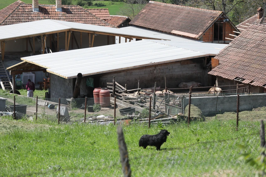 Topola