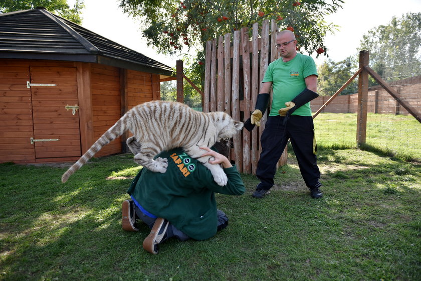 Szczepienie tygrysów w zoo w Borysewie