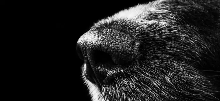 Chińska aplikacja znajdzie zagubionego psa po jego nosie