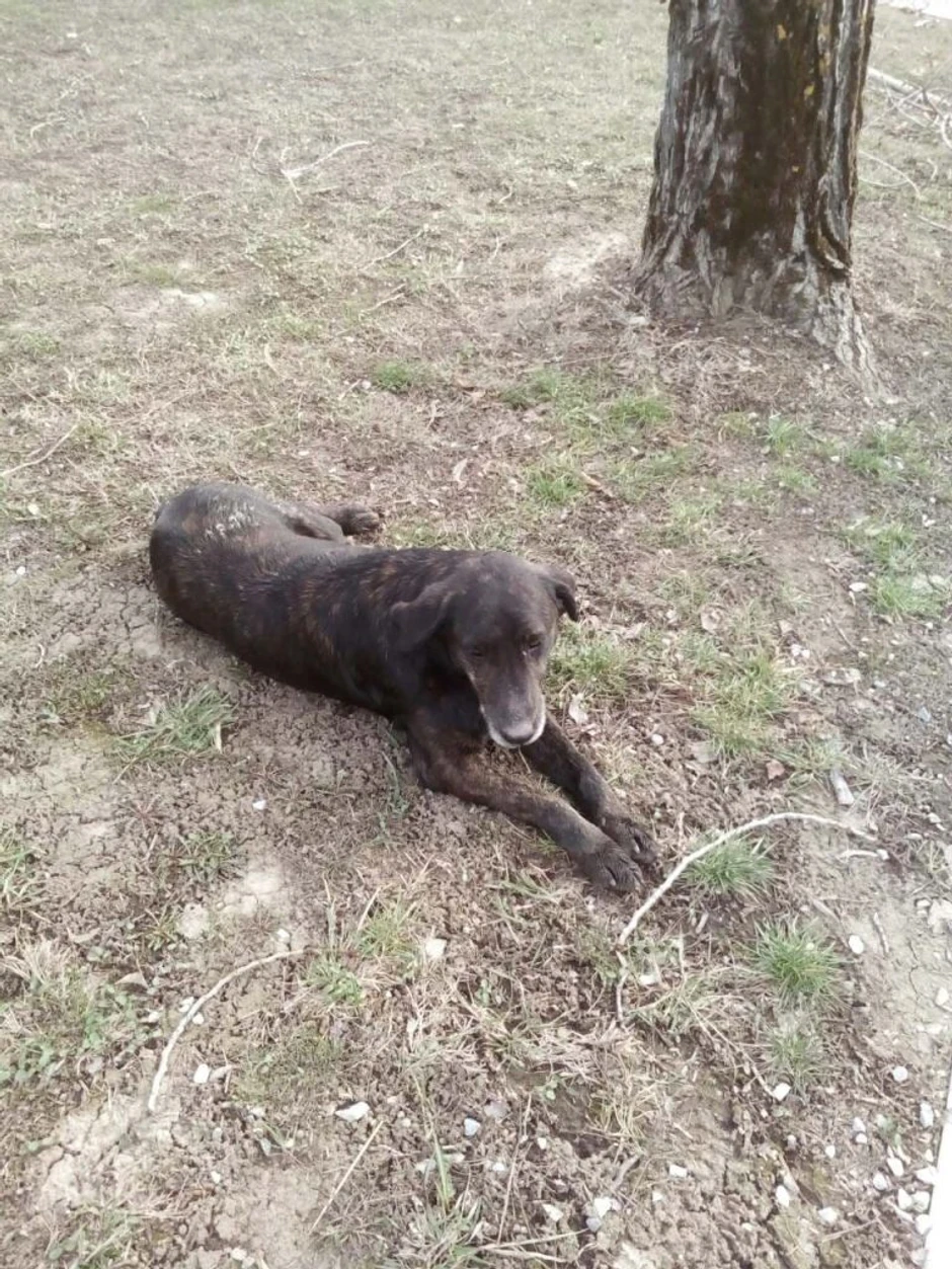 Poseban učesnik maraton koji je sve oduševio