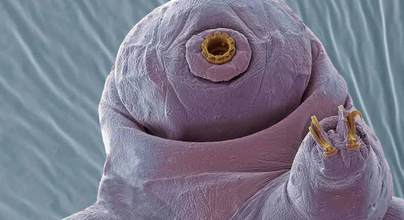 Colored scanning electron micrograph, or SEM, of a tardigrade.STEVE GSCHMEISSNER/SCIENCE PHOTO LIBRARY