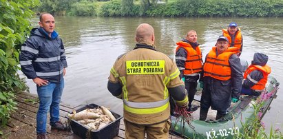 Śnięte ryby płyną z Czech do Polski. Czy to początek kolejnej katastrofy nad Odrą?