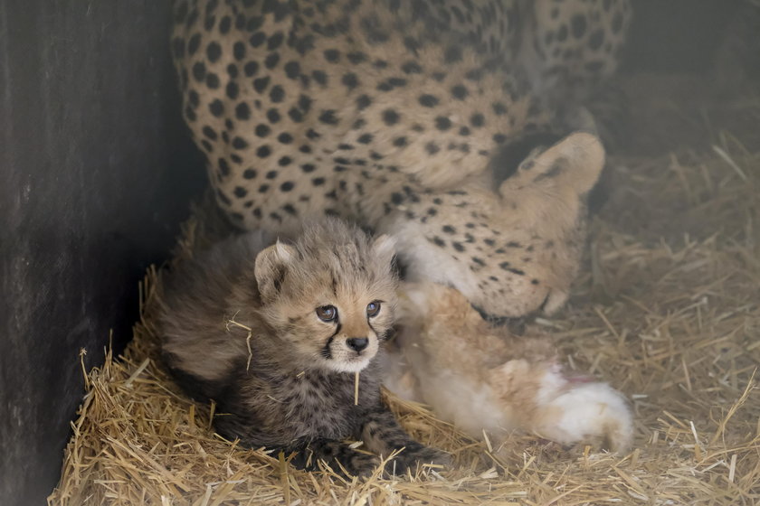 Śląski Ogród Zoologiczny. Narodziny gepardów