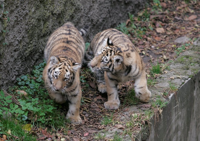 Bójka tygrysów w łódzki ZOO zakończyła się tragicznie