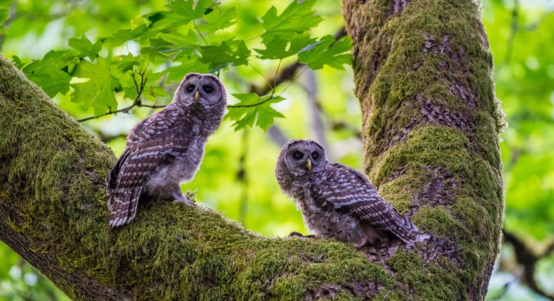 Two juvenile barred owls in a tree in Washington state.Wolfgang Kaehler/LightRocket via Getty Images