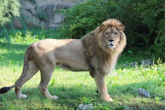 LAV UBIO LAVICU! Užas u zoološkom vrtu u Zagrebu