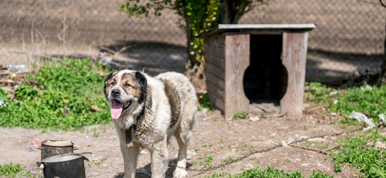 KO będzie walczyć o "ustawę łańcuchową". "Zobaczymy, czy prezydent jest skłonny pomóc zwierzętom"