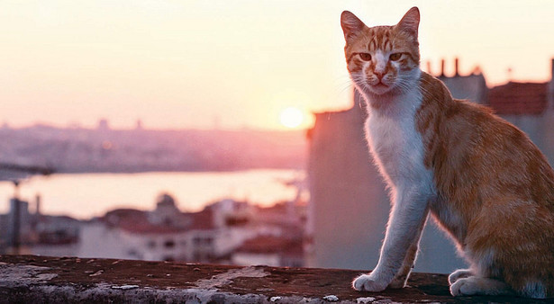 Kocie sprawy w Stambule. "Kedi - sekretne życie kotów" [RECENZJA]