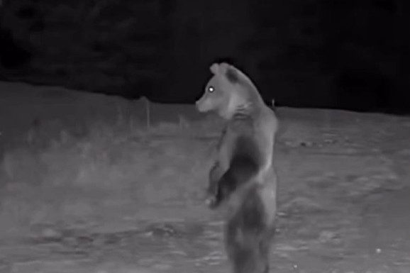 (VIDEO) "MEDA NA DUŽNOSTI" Usred noći snimljen kako patrolira selom: Neobičan prizor "zapalio" društvene mreže