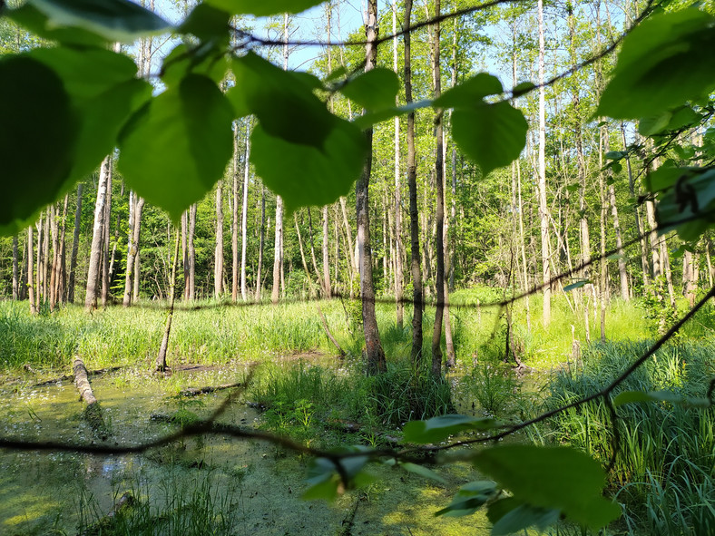 Las Mokrzański, największy kompleks leśny w granicach administracyjnych Wrocławia, o który walczą wrocławscy aktywiści i ekolodzy. 