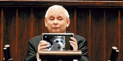 Światowy Dzień Kota - mem