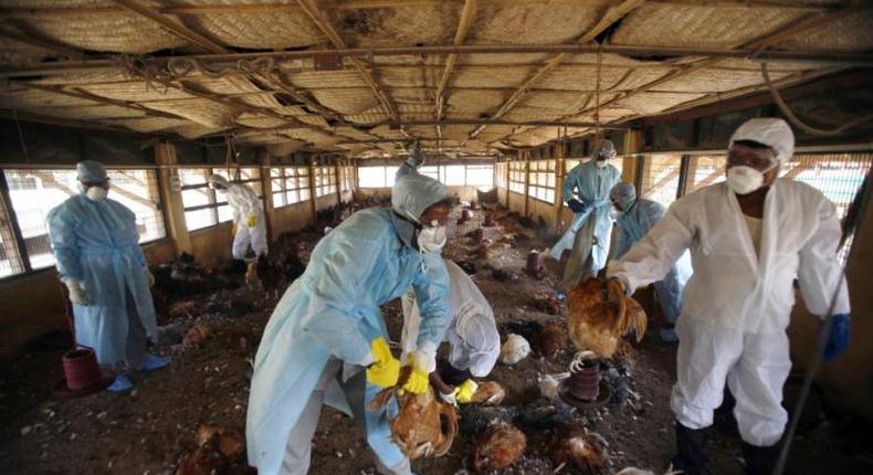 Health officials evacuate dead chickens infected with bird flu 