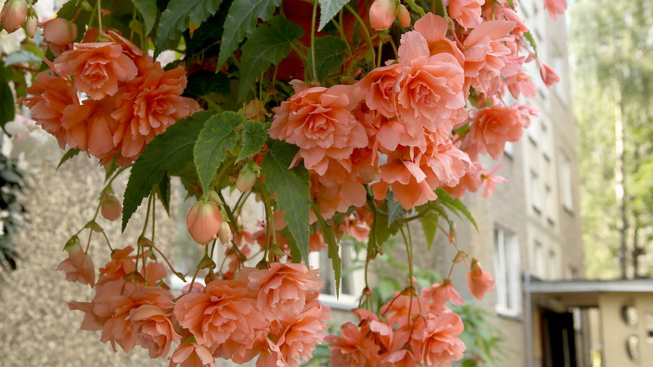 Begonia to doskonała roślina na balkon i taras - vaitekune/stock.adobe.com