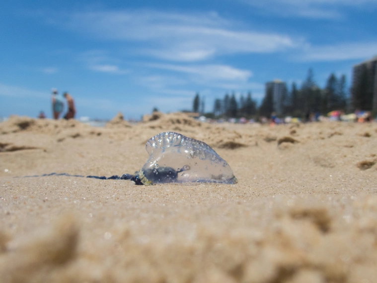 Żeglarz portugalski to utrapienie dla plażowiczów / fot. Getty Images