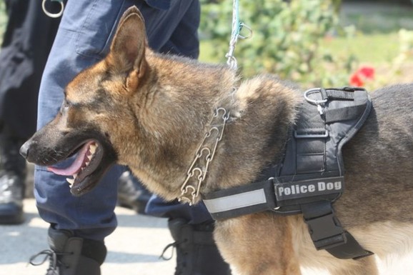 HAOS U ZATVORU Službeni pas Vojne policije ugrizao pravosudnog policajca