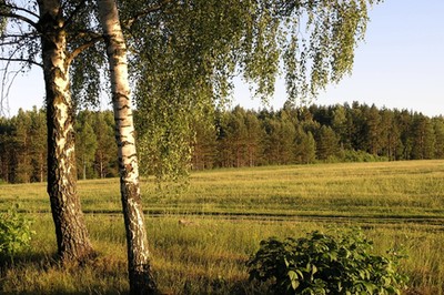 Sejm uchwalił przepisy przedłużające zakaz sprzedaży państwowej ziemi rolnej