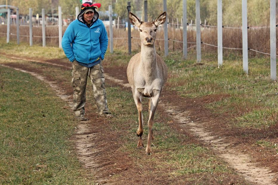 A vaddisznó, a szarvas, a bárány meg néhány kutya elmentek sétálni...csak ahogy szokták