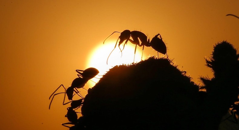 Silhouettes of ants are seen on a flower during sunset in Turkey's on July 17, 2018.