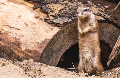 Ten gatunek wiewiórki nosi własny parasol przez cały rok!